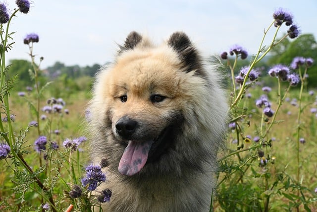 Gezonde gewrichten bij honden: van oorzaken tot oplossingen